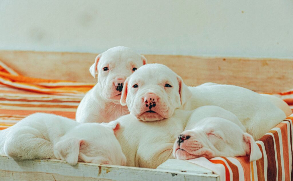 眠そうな子犬